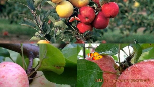 Яблоня обыкновенная Коричное полосатое - Грушовка московская ? обзор: как сажать, саженцы яблони смотреть онлайн