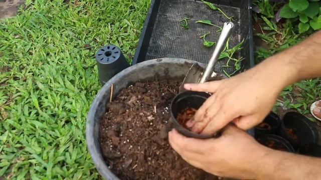 ตัดชำ พลูห่อเงินห่อทองแคระ | Epipremnum Shangri-la