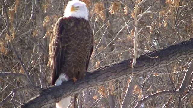 Самое удивительное Птицы Северной Америке смотреть онлайн