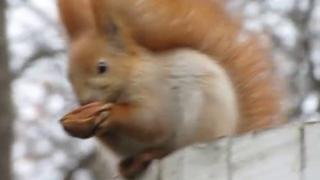 Белка ест орех (Squirrel eats a nut) смотреть онлайн