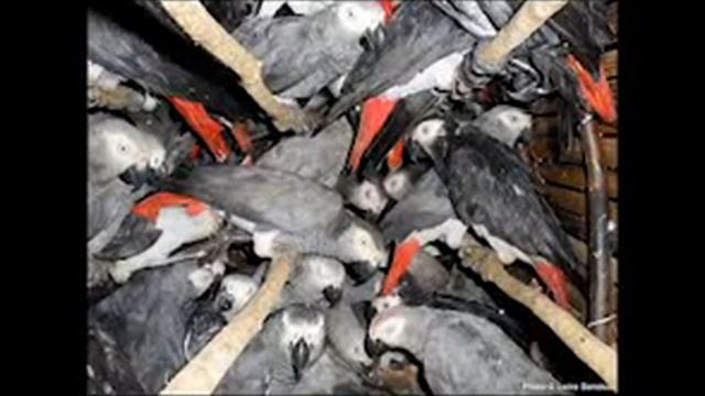 The Harm of the Exotic Pet Trade смотреть онлайн