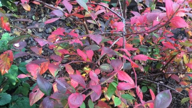 ? Заготовка Листьев Голубики . Вы Знаете об их Пользе ? смотреть онлайн