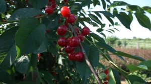 Вишня Десертная Морозовой (2020)