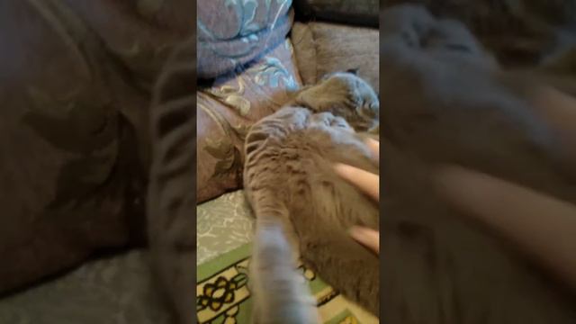 Симба проветривает хозяйство)) нужно уже шерсть стричь, жарко парню смотреть онлайн