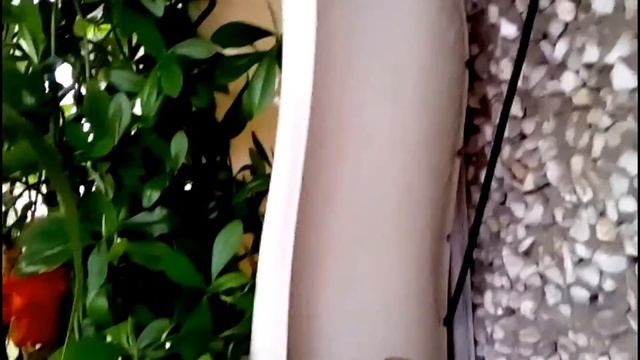 Комнатные цветы. Фиалки. Глоксинии. Ахименес. смотреть онлайн