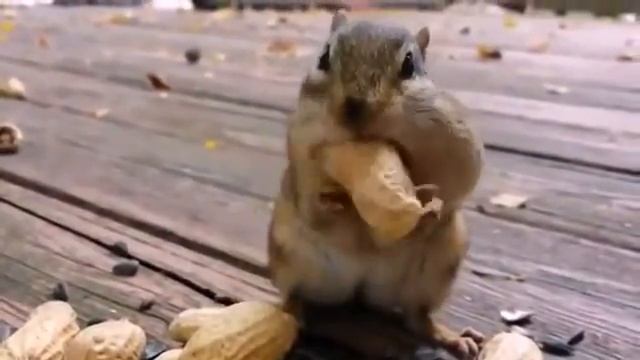 Бурундук очень запасливое животное! Прикол! смотреть онлайн