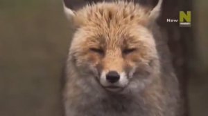 Удивительный Мир Насекомых. Пауки (360p)