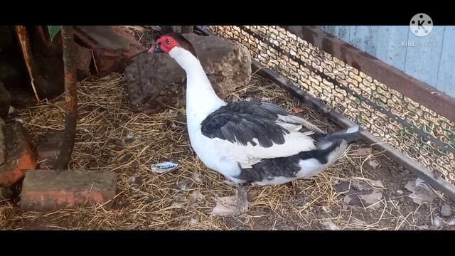 Продажа!!! 2 племенные семьи Мускусных уток смотреть онлайн