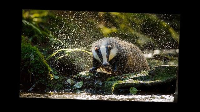 Барсук|Виды Барсуков|Badger|Types of Badgers смотреть онлайн