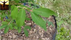 Самые КРУПНЫЕ СОРТА ЖИМОЛОСТИ! ТопСад.