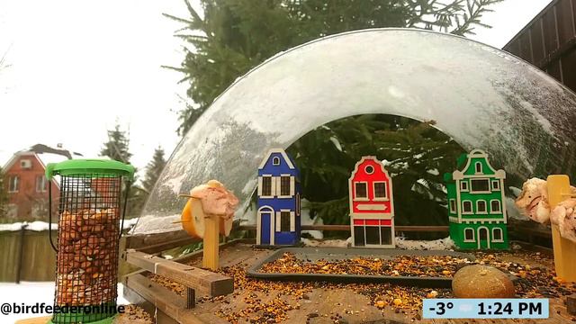 Кормушка для птиц онлайн / Bird feeder online смотреть онлайн