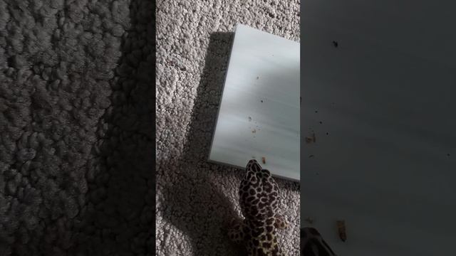 #hinata #the #lavender #snow #leopardgecko #eating #the 3rd #of #the 3 #mealworms part 3 смотреть онлайн