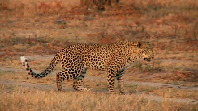 «Живые видео обои»907655135 смотреть онлайн