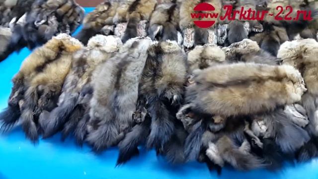Баргузинский соболь смотреть онлайн