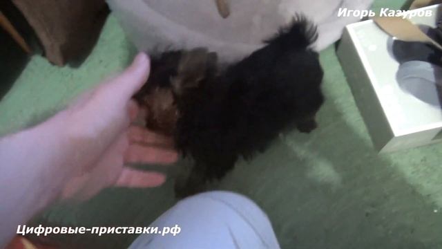 Обзор на собаку йоркширский терьер мини смотреть онлайн