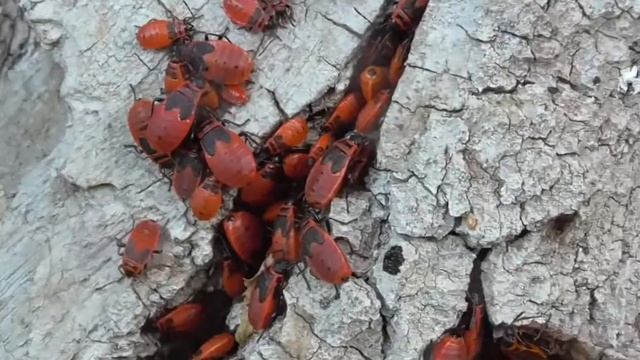 Геннадий Горин На дереве красные клопы смотреть онлайн