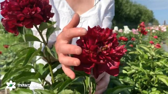 Highlight peony. Хайлайт пион смотреть онлайн