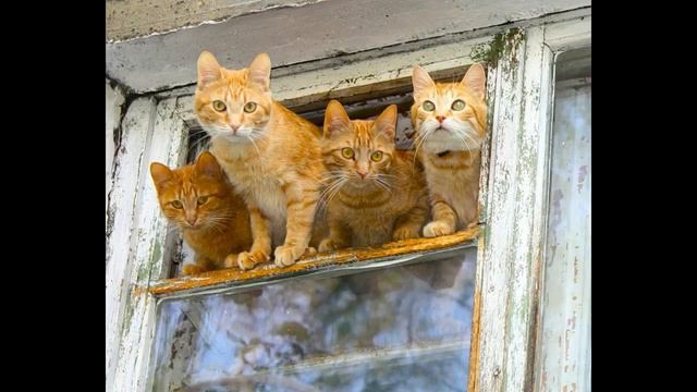 Приколы с котами – Смешная озвучка животных – Кот Мурзик и Самое смешное видео в мире смотреть онлайн