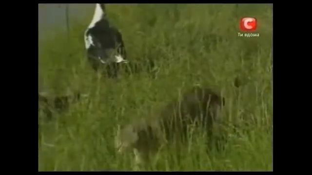 Вокруг света | Cербия. Белградское море смотреть онлайн