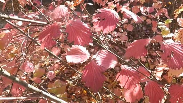 Viburnum dentatum kalina zubatá смотреть онлайн