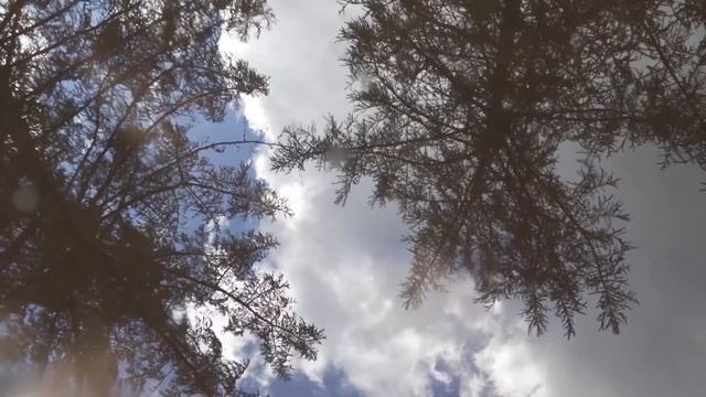 Он отчаянно звал на помощь, но никто не приходил. Лисенок был на грани, но появились они смотреть онлайн
