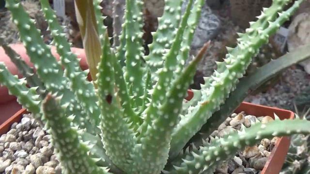 Spring is here! First buds, blooms & cactus watering in my collection #cacti #succulents #cactuscar смотреть онлайн