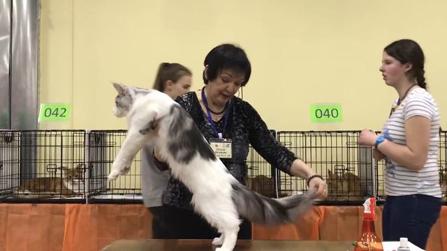 Jupiter Favourite of Summer Rain*RU - 8 months. Cat show 03-04.02.2018 смотреть онлайн