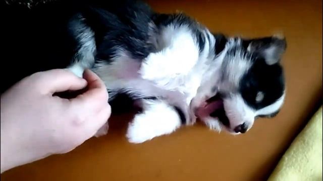 Фрай Винд Ф-помет, щенки вельш корги пемброк, возраст 1 месяц смотреть онлайн