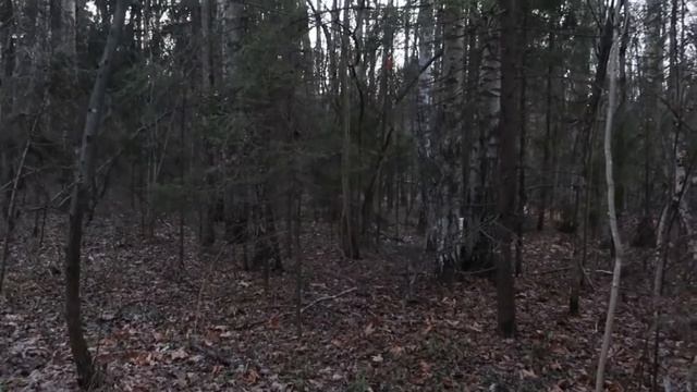 День в лесу с русскими борзыми смотреть онлайн