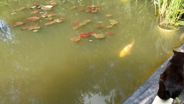 Дачный новый #пруд и любимый #кот-20160617 смотреть онлайн