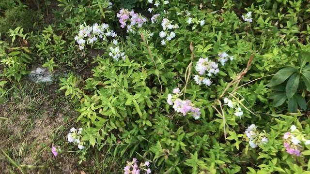 Saponaire Officinale Double 'Saponaria Officinalis 'Rosea Plena'