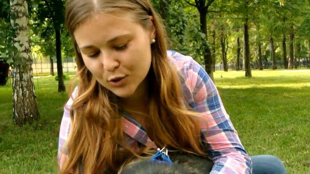 Собаки ищут дом. Часть 2 смотреть онлайн