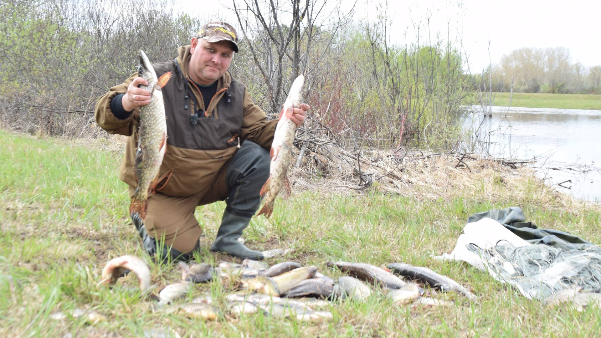 Консервы из щуки в автоклаве. смотреть онлайн