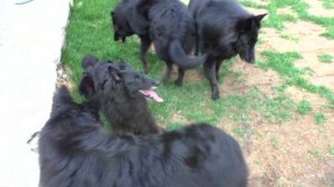 В гостях у ГРЮНЕНДАЛЕЙ. Черная БЕЛЬГИЙСКАЯ ОВЧАРКА. Одесса
