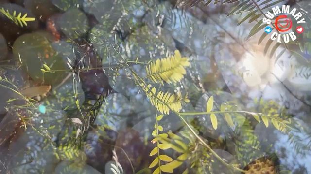 «Кратко» Всё о Рапе за 10 Минут. Что такое рапэ, зачем его покупают и используют смотреть онлайн