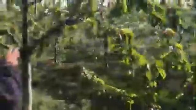 Цветение интенсивного сада черешни на подвое ВСЛ-2