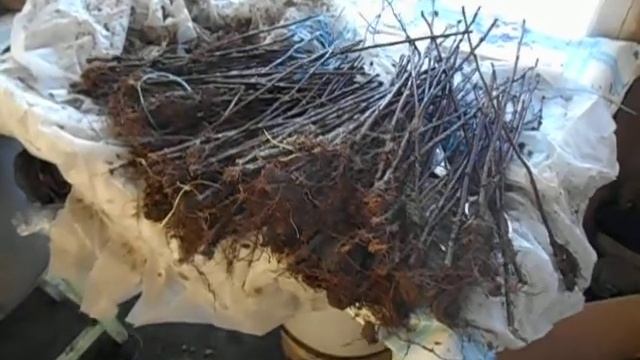 Лучший подвой для яблони 54 118 смотреть онлайн