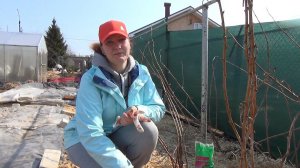 Весенняя подкормка малины