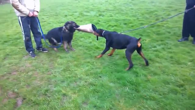 Doberman Tug Of War German Shepherd Birmingham UK смотреть онлайн