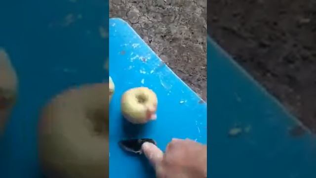 Яблоко "Женева" урожай 2021 г. на переработку смотреть онлайн