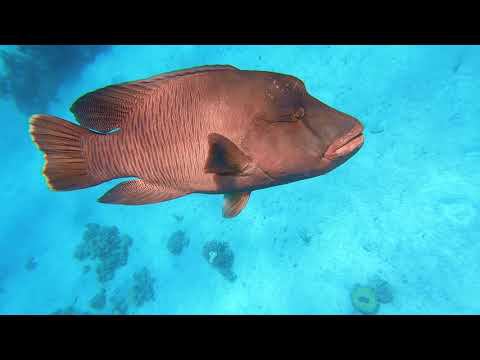 Freedive