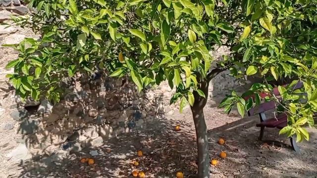 Как долго нам так жить? Жду от вас ,что скажите мне? смотреть онлайн