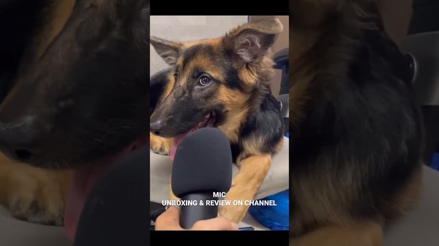 Best Mic For Gaming Streams & Podcasting | Maono AU A03 смотреть онлайн