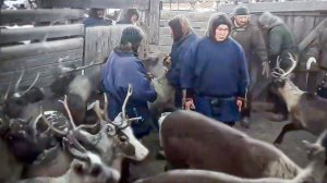 Как Ловят и Считают Оленей. Секреты Оленеводства Крайнего Севера. Тяжелая Работа на Севере.