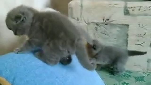 Scottish Fold Kittens