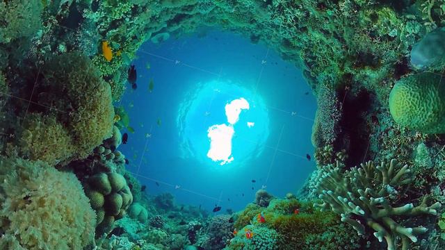 The underwater world of a coral reef. Panglao, Philippines. 8k video смотреть онлайн