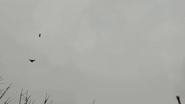 ГОЛУБИ - В гостях у Баранова.С.И./ PIGEONS - visiting Baranov.S.I. +7 952 600 79 86. смотреть онлайн