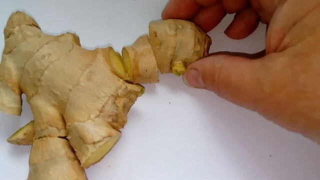 Имбирь в квартире из плохого корня. 19 апреля - 18 день. Частичная посадка смотреть онлайн