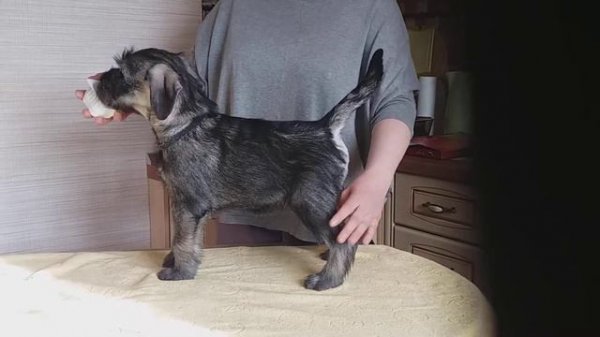 schnauzer's puppy Top Target Urri Boy 67 days , male black