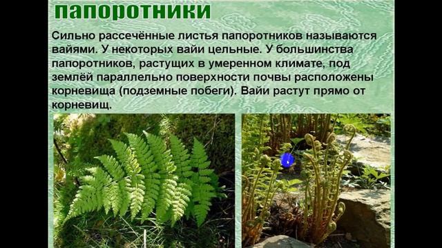 21 04 2020 7класс биология ПодрезоваС В смотреть онлайн